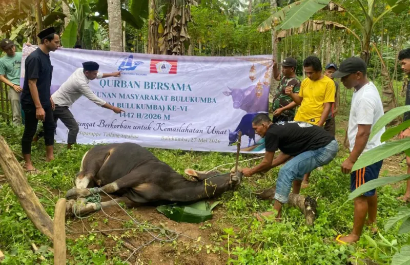 Solidaritas Warga Rantau, KM Bulukumba Kurban 13 Ekor Sapi Disalurkan ke Pelosok Desa