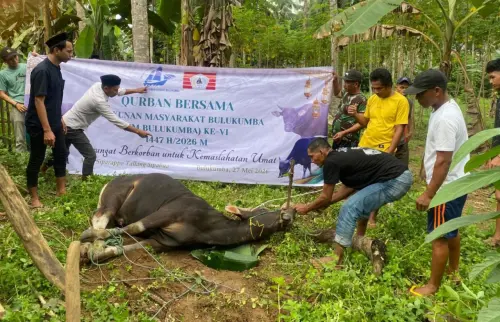 Solidaritas Warga Rantau, KM Bulukumba Kurban 13 Ekor Sapi Disalurkan ke Pelosok Desa