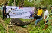 Solidaritas Warga Rantau, KM Bulukumba Kurban 13 Ekor Sapi Disalurkan ke Pelosok Desa