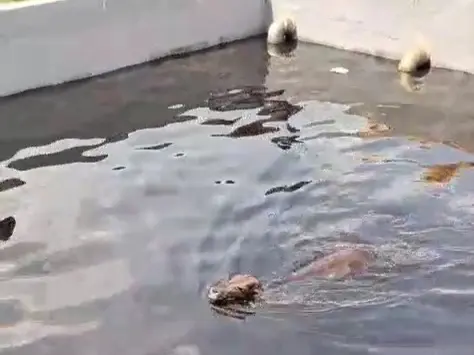 Sapi Nyemplung di Kolam Lindi TPA Antang, Aktivis Lingkungan: Alarm Keras Pengawasan di Makassar