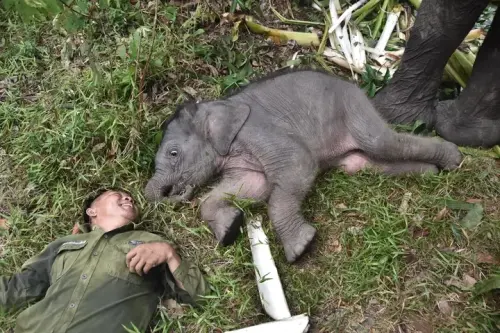 Lebih dari Perawat: Kisah Haru Opung Erwin dan Gajah Nona Seroja yang Memikat Hati
