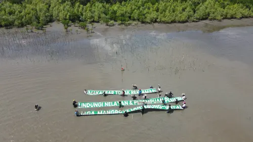 Pesisir Lantebung-Untia Terancam Reklamasi, Warga dan Komunitas Perkuat Perlawanan Lewat Penanaman Mangrove