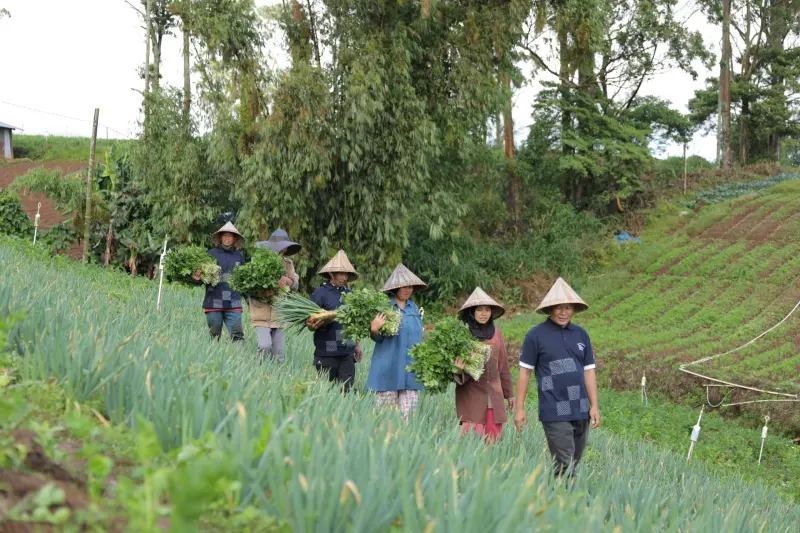 Kisah Inspiratif Sentra Sayuran Sulsel, Transformasi Literasi dan Ekonomi di Desa Sejahtera Astra Kanreapia