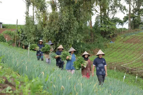 Kisah Inspiratif Sentra Sayuran Sulsel, Transformasi Literasi dan Ekonomi di Desa Sejahtera Astra Kanreapia