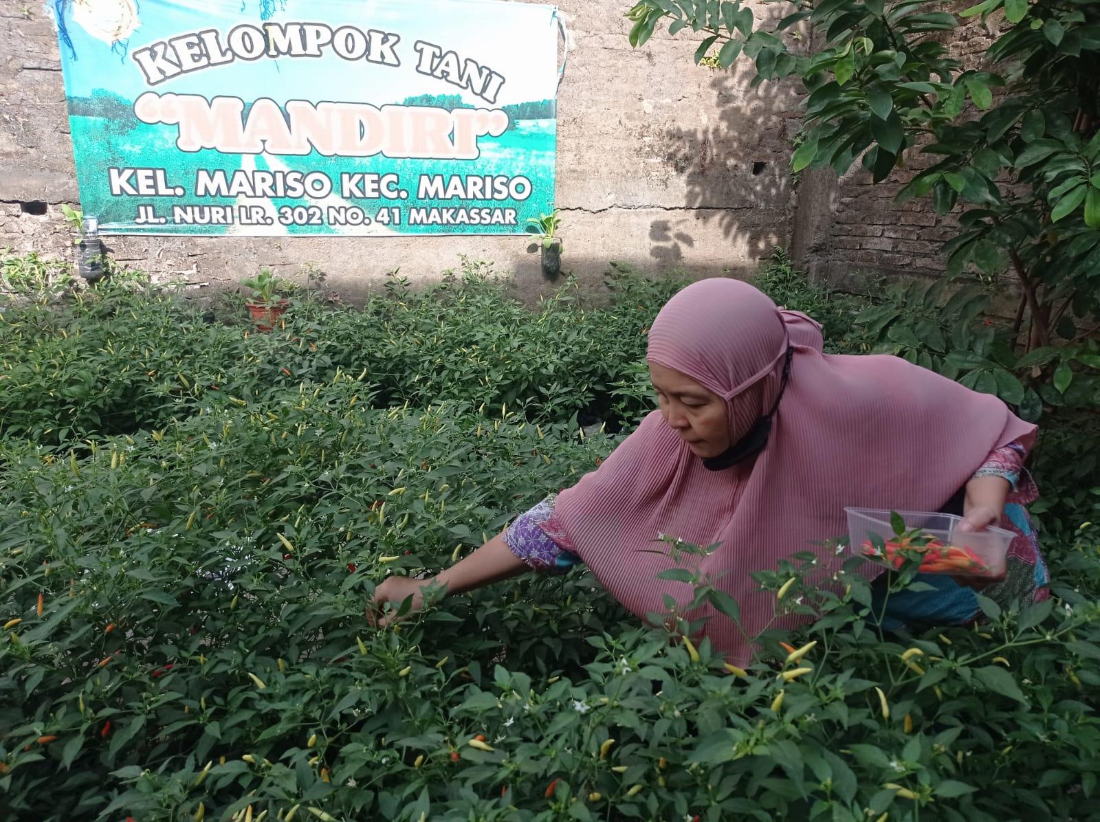 Memanfaatkan Lahan Seluas 50 M persegi, Warga Mariso Raup 500 ribu Perbulan