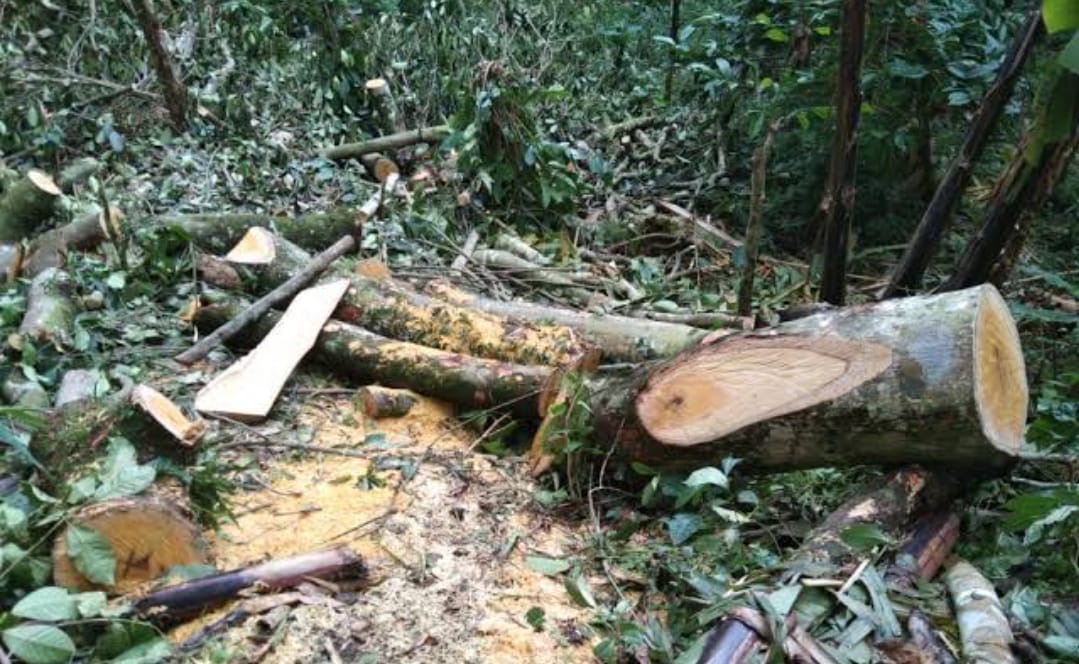 Dugaan Illegal Logging Masih Marak di Lasalimu dan Lasalimu Selatan, APH Diminta Bertindak