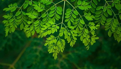 Kelor: Superfood Nusantara dengan Segudang Manfaat untuk Kesehatan