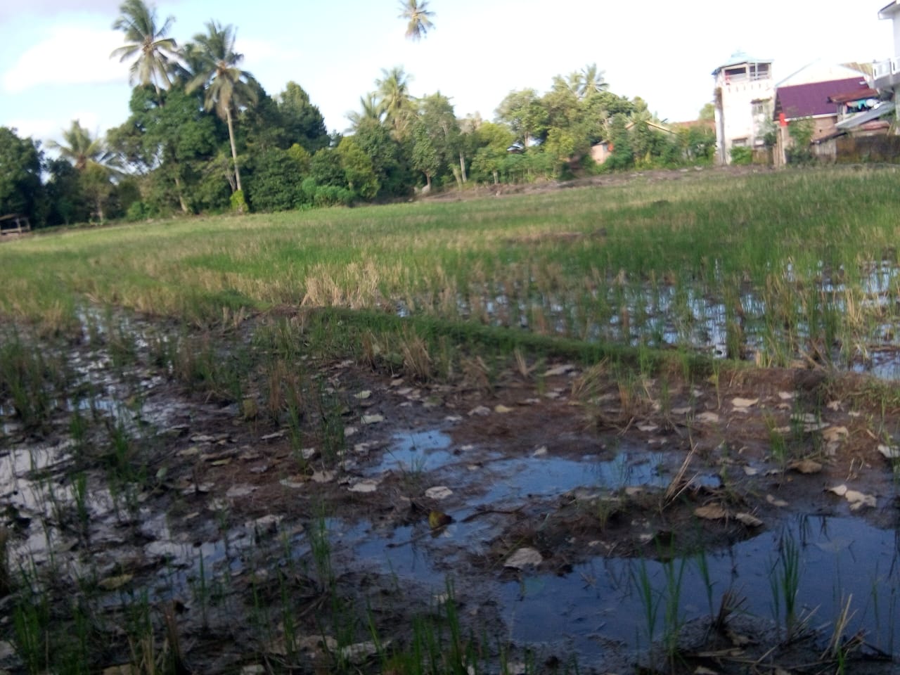 Petani di Bulukumba Terancam Gagal Tanam Akibat Akses Terbatas Handtraktor Bantuan Pemerintah