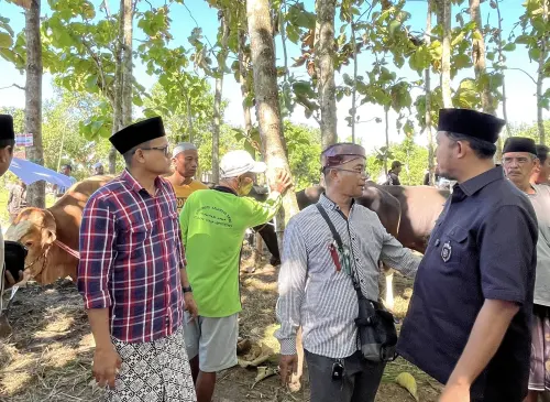 Yayasan Fathimah Binti Said Ghauzan Milik Ketua Banggar DPR RI Salurkan 205 Ekor Sapi Kurban untuk Warga Sumenep