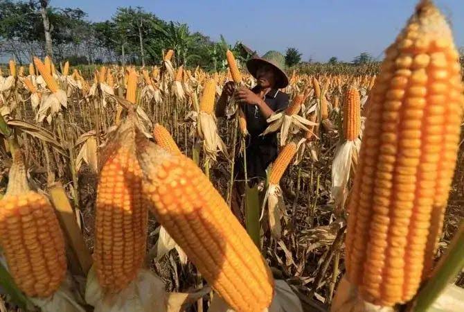 Hari Tani Nasional, Ketahanan Pangan dan Kedaulatan Petani 
