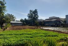 Restorasi Kesuburan Tanah, Manifestasi Pertanian Tradisional dalam Mewujudkan Panen Sehat
