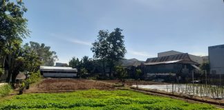 Restorasi Kesuburan Tanah, Manifestasi Pertanian Tradisional dalam Mewujudkan Panen Sehat